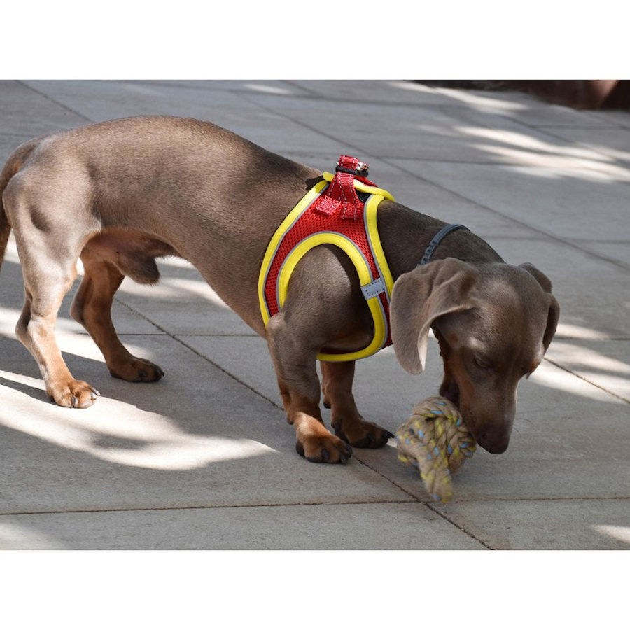 Nayeco X-TRM Neo Rojo arn&eacute;s para perros, , large Imagen numero 2